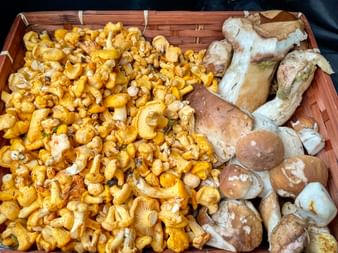 Mushroom season in autumn in Lungau