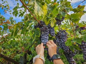 Ripe grapes