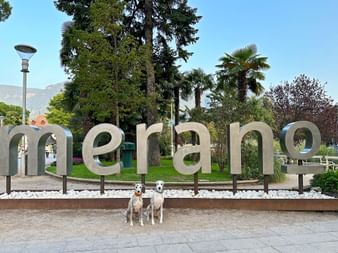 Dogs in front of the lettering of the city of Merano