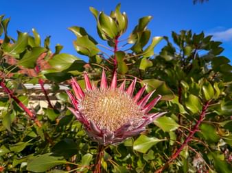 Koenigsprotea auf Madeira