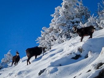 Drei dunkle Gämsen stehen auf einem verschneiten Berghang am Schafberg. Schneebedeckte Nadelbäume und klarer blauer Himmel im Hintergrund.