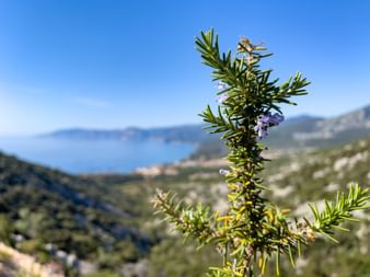 Wild Rosemary Eurohike Walking Holidays