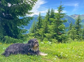 Hiking with your dog in Saalbach at the Kohlmais summit