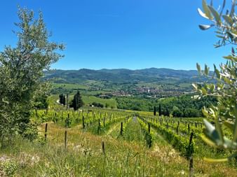 Castello die Verrazzano in Chianti