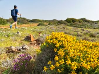 Wanderer mit Rucksack auf dem Portugiesischen Jakobsweg mit gelben und violetten Wildblumen im Vordergrund auf Sandweg durch Küstenlandschaft.