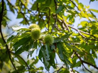 Chestnut foliage