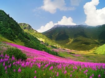 Eine Wiese voller pinker schmalblättriger Weidenröschen mit den Bergen im Hintergrund