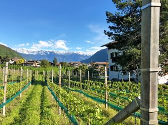 Walking tours through wine region southern tyrol