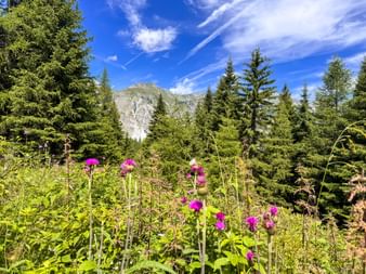 Almwiese mit rosa Wildblumen und Nadelbäumen im Gschnitztal bei Trins. Felsige Berggipfel unter blauem Himmel mit Wolken sichtbar.