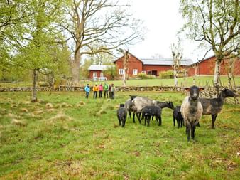 Cute flock of sheep by the wayside