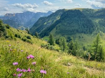Alpine meadow with pink wildflowers in foreground, green mountain slopes and Dachstein glacier peaks under blue sky with white clouds.