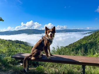 Brauner Hund mit Rucksack sitzt auf Holzbank mit Blick auf nebelgefülltes Tal im Piemont. Grüne Hügel und blauer Himmel mit Wolken sichtbar.