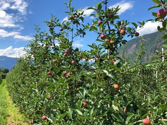 Apfelanbaugebiet in Bozen und Umgebung