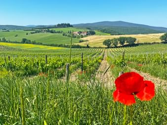Mohnblume in der Gegend von Chainti in der Toskana