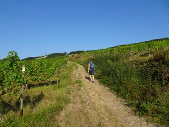 Wanderin am Rheinsteig
