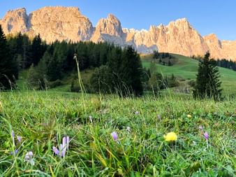 Grüne Wiese mit Wildblumen im Vordergrund, Nadelwald im Mittelgrund und dramatische Dolomitengipfel unter blauem Himmel.