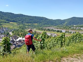 Hiker in the vines on the Moselsteig