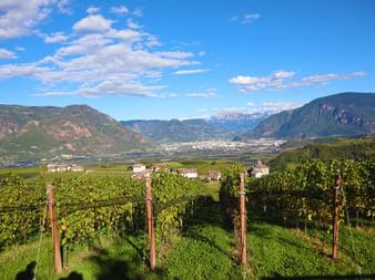 Ausblick auf die Weinreben und das Bergpanorama der Dolomiten