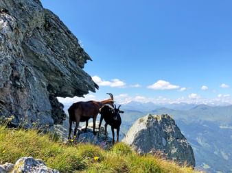 Chamois Radstaedter Tauern