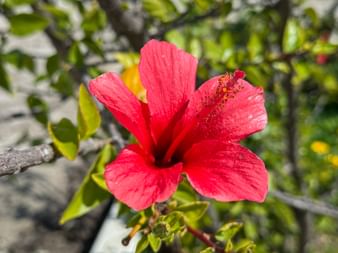 Hibiscus in the Algarve