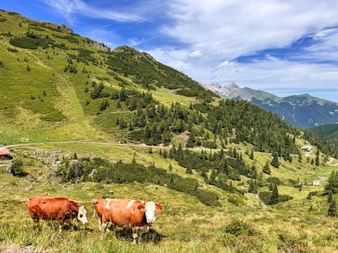 Zwei braun-weiße Kühe grasen auf einer grünen Almwiese bei Trins, mit bewaldeten Berghängen und schneebedeckten Gipfeln im Hintergrund.