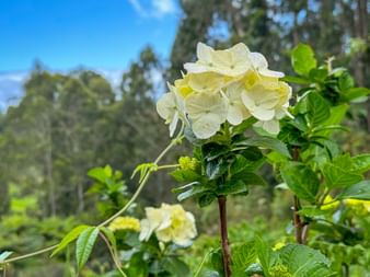 Hortenisie auf Madeira