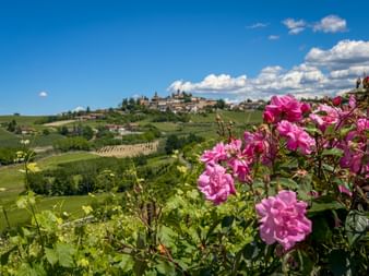 Pink roses in foreground with hilltop village Gaia and rolling vineyards in Piedmont under blue sky with white clouds.