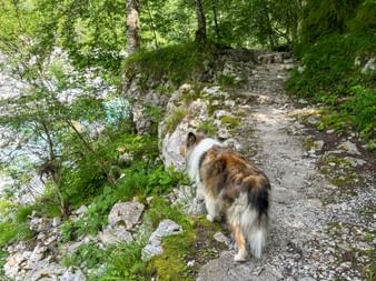 Braun-weißer Hund auf felsigem Bergweg im Soča-Tal, Julische Alpen. Üppige grüne Vegetation und türkiser Fluss darunter sichtbar.