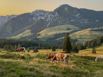 Cows grazing on alpine meadow at Postalm during sunrise with Dachstein mountain range in background, forested hills and golden morning light.