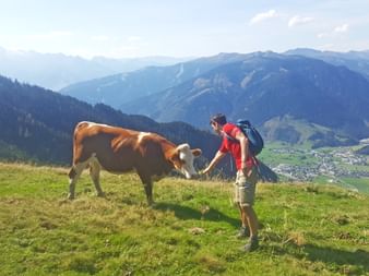 Hiker with cow on the Salzburg peaks