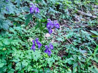 Purple flowers by the wayside