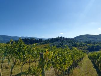Vineyards in Greve in Chianti