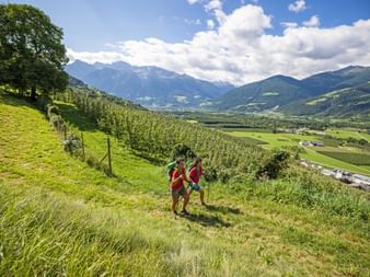 Hikers crossing the apple orchards in Sluderno