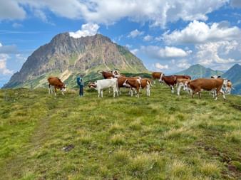 Wanderer steht zwischen braunen und weißen Kühen auf einer Almwiese in Hohe Tauern bei Neukirchen, mit dramatischen Berggipfeln und blauem Himmel.
