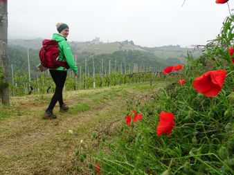 Weg nach Serralunga D'Alba Wanderin am Weg nach Serralunga D'Alba