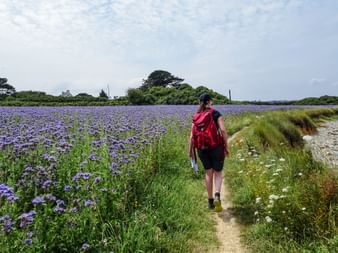 Purple flower meadow on the hiking trail in Normandy