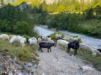 Herde weißer und schwarzer Schafe auf einem Schotterweg neben einem Fluss im Trenta-Tal, umgeben von grünen Bäumen und Bergen.