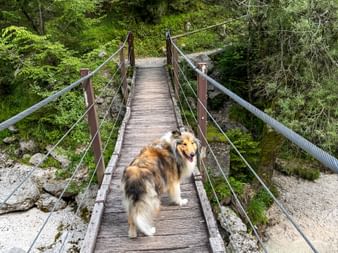 Collie dog standing on wooden footbridge with cable railings, surrounded by lush green vegetation in the Julian Alps near Soča Valley.