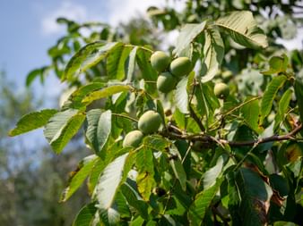 Walnut tree near Partschins, South Tyrol