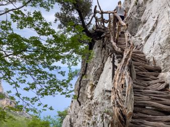 Juniper wood ladder