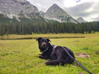 Around the Zugspitze with dog