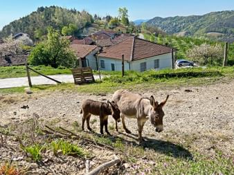 Donkeys in Cravanzana