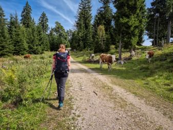 Wanderin mit Rucksack und Wanderstöcken auf Schotterweg bei der Zugspitze, vorbei an grasenden Kühen auf Almwiese mit Nadelwald.