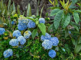 Blaue Hortensie auf Madeira