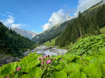 Mountain stream flowing through Almjuratal valley with pink wildflowers, green meadows, dense forests, and rocky peaks under blue sky.