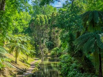 Ruhiger Bach im Parque Terra Nostra auf São Miguel, Azoren, umgeben von üppiger grüner Vegetation und großen Baumfarnen.
