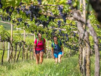 Zwei Wanderer mit Rucksäcken gehen zwischen Weinreben in Südtirol bei Kaltern. Reife dunkle Trauben hängen an den Reben.