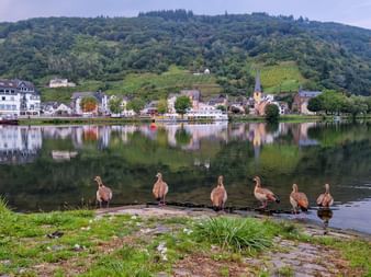 Sechs Gänse am Ufer der Mosel mit Dorf, Kirchturm und weinbergbedeckten Hügeln, die sich im ruhigen Wasser spiegeln.