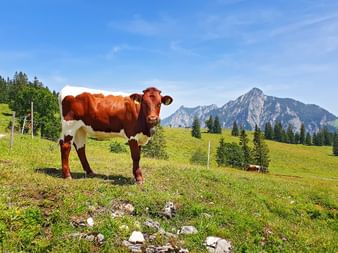 Kuh steht auf der Weide