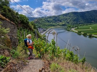 Weinberge rund um Beilstein Vineyards around Beilstein Hiker enjoys the view of the Moselle from the vineyards around Beilstein
